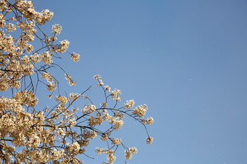 Cherry blossom branches in full bloom against a blue sky background