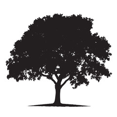 Mature Oak Tree Silhouette Image