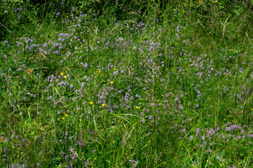 Wild thyme (Thymus serpyllum) also known as Breckland thyme or Creeping thyme flowering on the...