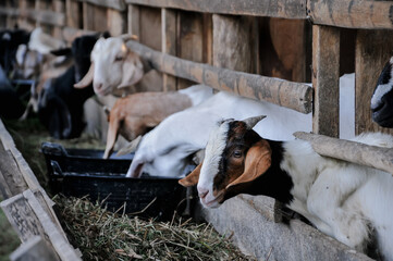 Close-up of a goat in a farm, showing its curious expression and detailed features.	