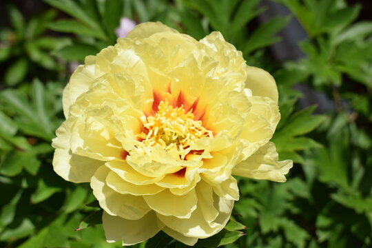 Beautiful yellow peony