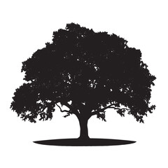 Fototapeta premium Oak Tree Silhouette Isolated on White