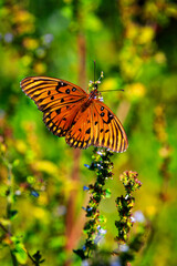 Gulf Fritillary