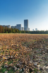 spring park and modern city