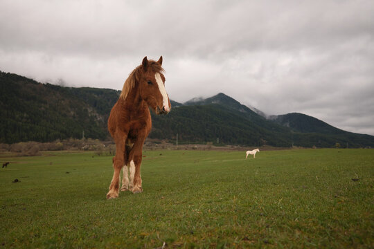 Young horse