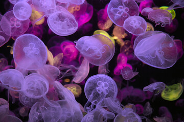 "Jellyfish swarm in the aquarium tank"