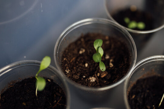 Baby Bachelor's Buttons