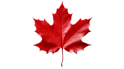 Isolated red maple leaf on a transparent background