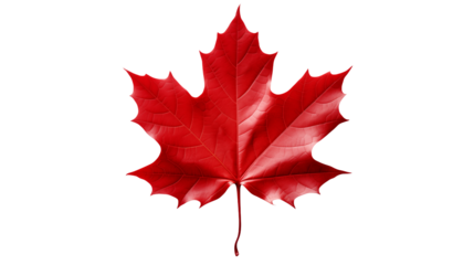Isolated red maple leaf on a transparent background