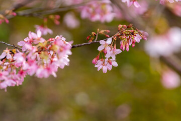 In spring, the cherry blossoms are in full bloom