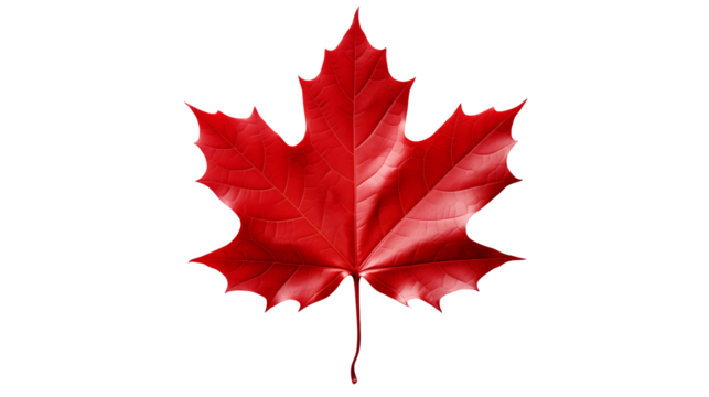 Isolated red maple leaf on a transparent background