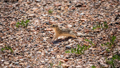 Thirteen-lined ground squirrel profile looking up on desert land in Wyoming