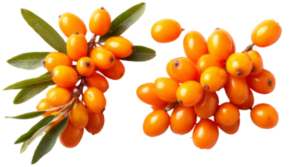 golden sea buckthorn berries with green leaves isolated, transparent background	
