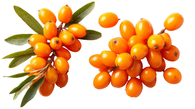 golden sea buckthorn berries with green leaves isolated, transparent background	
