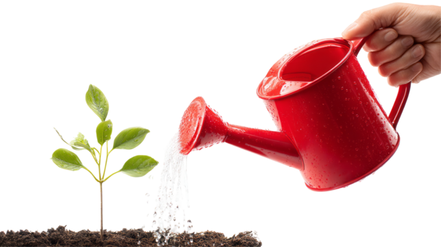 a person waters a young plant with a red watering can isolated, transparent background	

