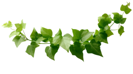 a green vine plant isolated, transparent background	