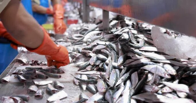 Food manufacturing industry. Worker working in canned food factory. Food industry. Canned fish factory. Worker's hand holding sardine to cutting head. Worker in food processing production line.