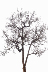 Dead tree isolated on white background.
