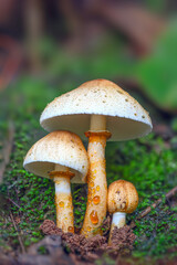Group Mushroom Growing On Soil In The Forest
