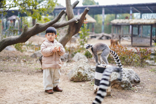 Asian Boy Feeding Lemurs at Zoo