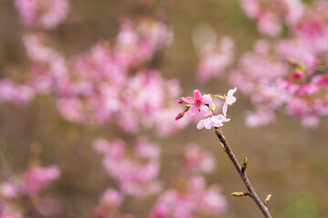 In spring, the cherry blossoms are in full bloom