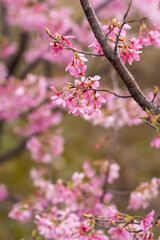 In spring, the cherry blossoms are in full bloom