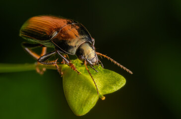Macrophotography of a Common Sun Beetle (Amara aenea) on a green leaf and dark background.