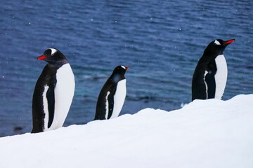 Three Gentoo penguins (Pygoscelis papua) standing on snowy terrain in Antarctica.