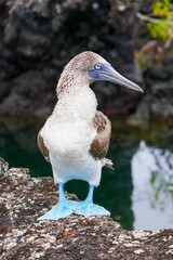 Blue-footed booby (Sula nebouxii) stands on volcanic rocks in the Galapagos Islands