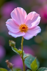 Fototapeta premium delicate flower with subtle background