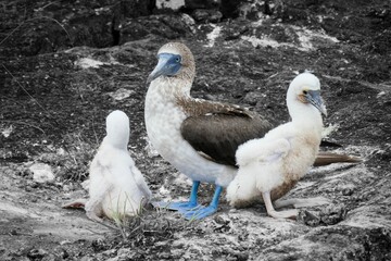 Obraz premium Blue-footed booby (Sula nebouxii) with chicks on rocky terrain in the Galapagos Islands