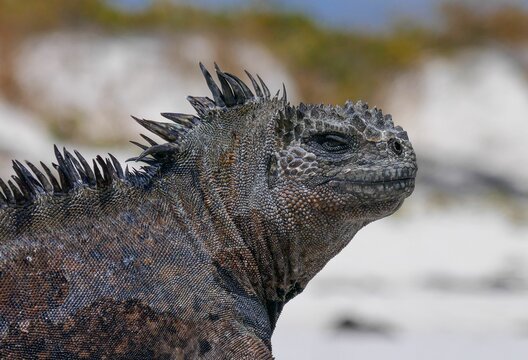Close-up of a marine iguana basking in the sun on a sandy beach in the Galapagos Islands.