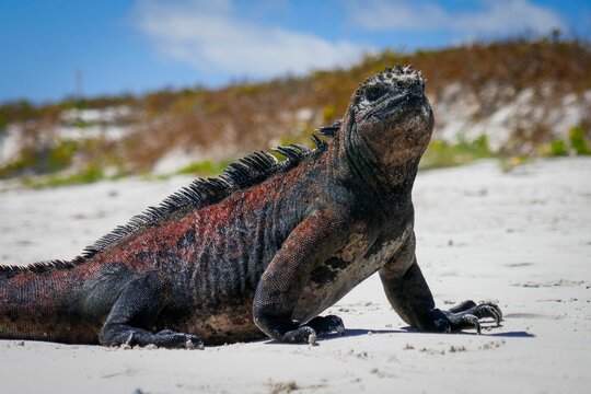 Close-up of a marine iguana basking in the sun on a sandy beach in the Galapagos Islands. - Powered by Adobe