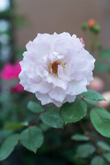 Rosa chinensis, known commonly as the China rose, Chinese rose, or Bengal rose