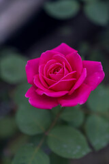 Rosa chinensis, known commonly as the China rose, Chinese rose, or Bengal rose