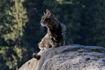 The cat carefully examines the surroundings while sitting on a rock.
