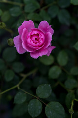 Rosa chinensis, known commonly as the China rose, Chinese rose, or Bengal rose