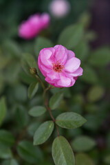 Rosa chinensis, known commonly as the China rose, Chinese rose, or Bengal rose
