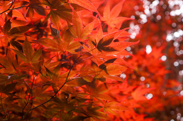 Fiery Autumn Foliage: A close-up shot of vibrant, fiery red maple leaves, bathed in the warm light of the sun, against a backdrop of a blurred bokeh effect.