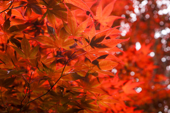 Fiery Autumn Foliage: A close-up shot of vibrant, fiery red maple leaves, bathed in the warm light of the sun, against a backdrop of a blurred bokeh effect.