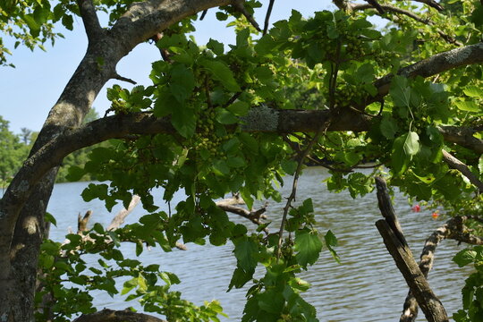 Summer, mulberry tree by the lake