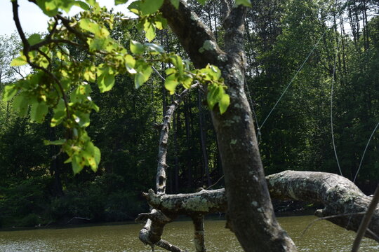 mulberry tree at North Park lake