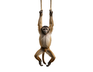 gibbon monkey swinging from rope isolated on transparent background
