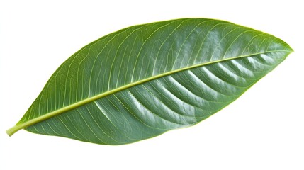 Obraz premium Close-up view of a vibrant green leaf.