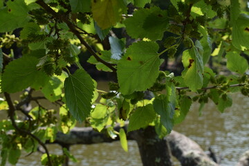 mulberry tree by the lake