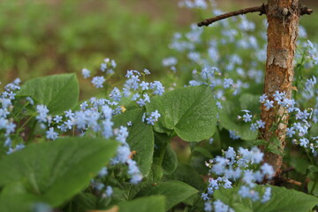 spring blossom in spring