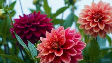 Raindrops falling on dahlia flower - Powered by Adobe