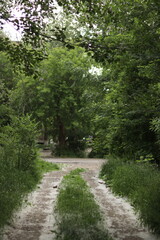 path in the woods