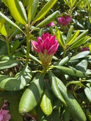 Obraz premium Rhododendron