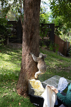 Koala being released into the wild